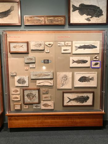 Media type: image;   Vertebrate Paleontology VPF-5372 Description: Annotated image of exhibit case A7 showing the location of VPF-5372 on exhibit at HMNH in Romer Hall.;